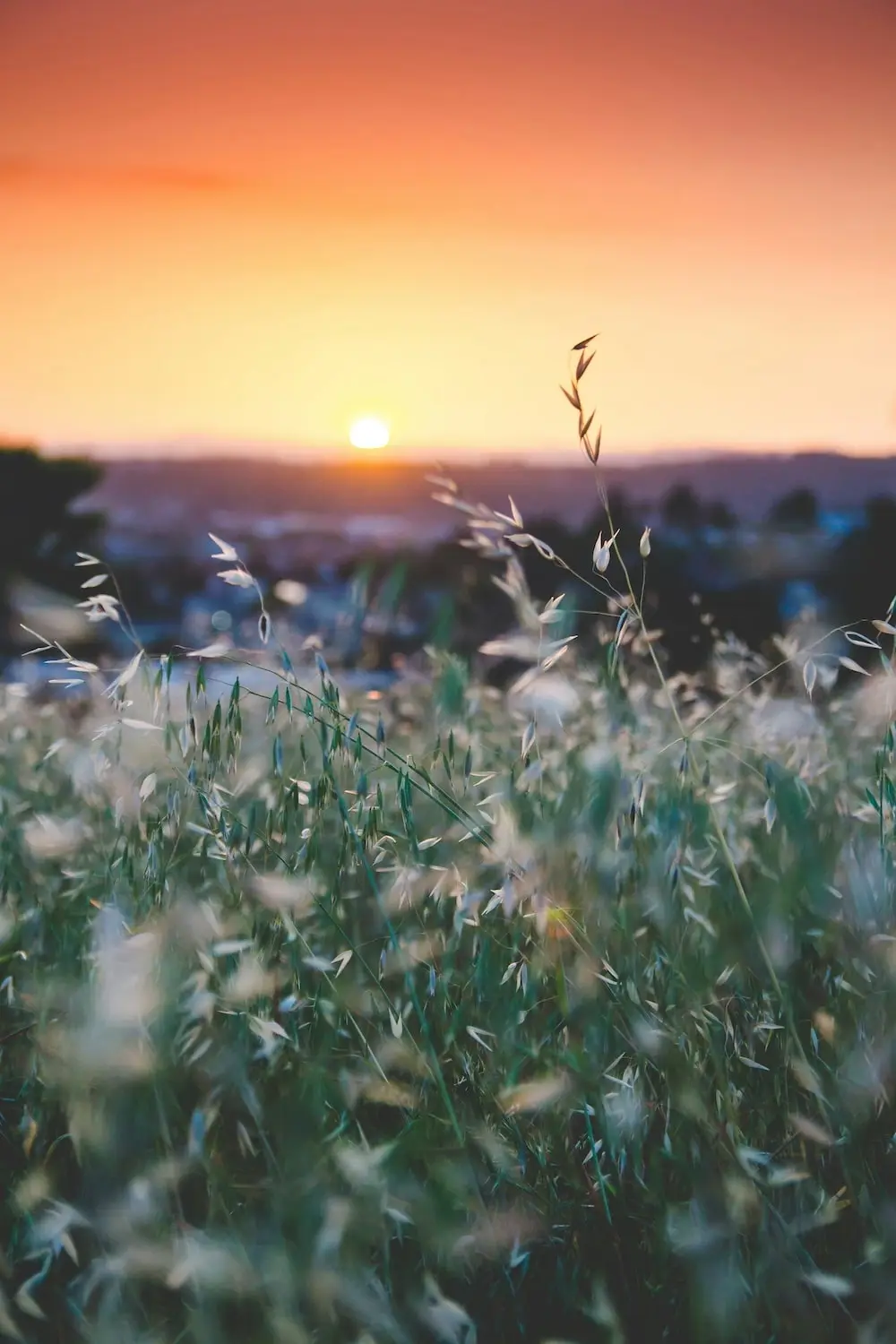 Fokus auf Gräser mit weißen Blüten in einem Naturfeld